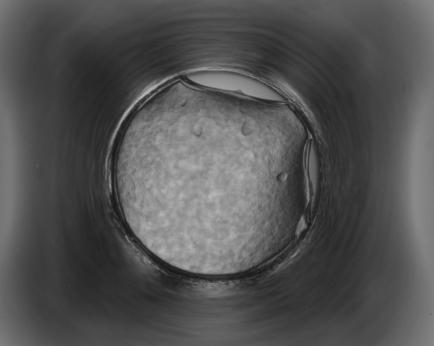 X0000082960892200703020210