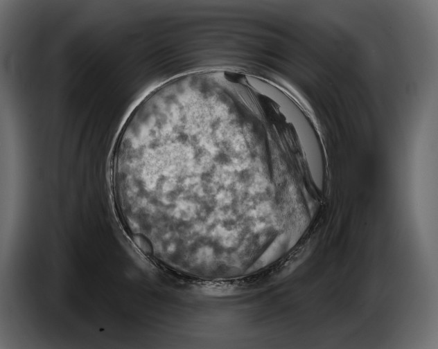 X0000082960907200703020209