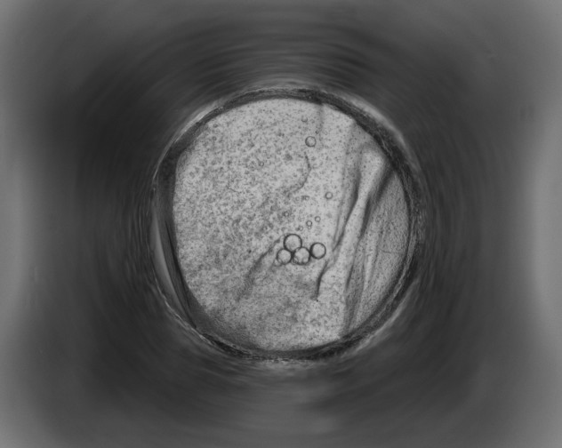 X0000082960929200703020209