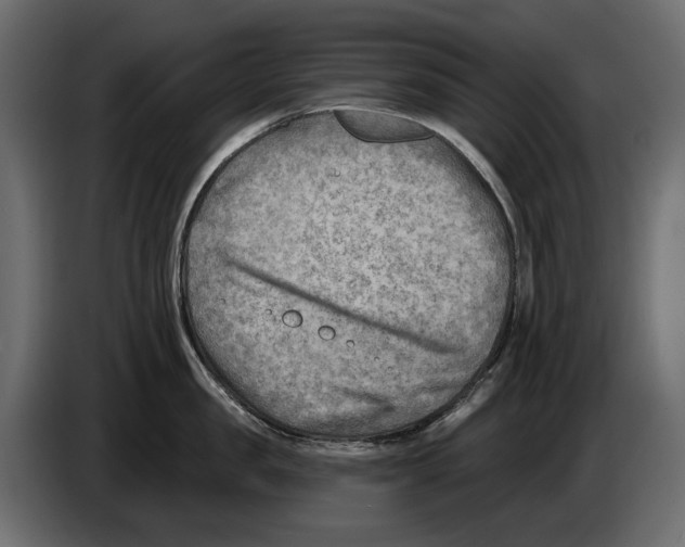 X0000082960957200703020209