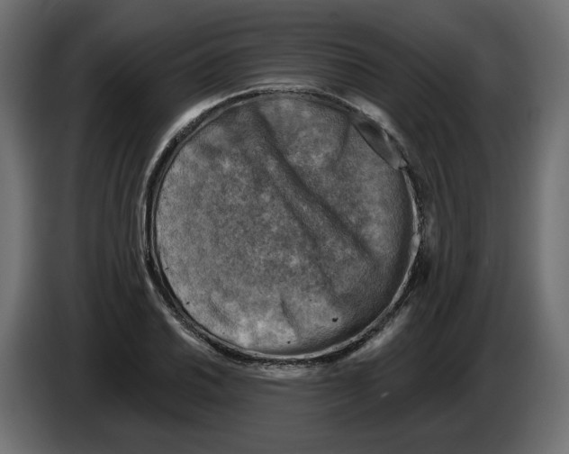 X0000082961030200703020208