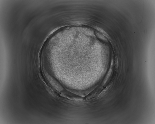 X0000082961031200703020208