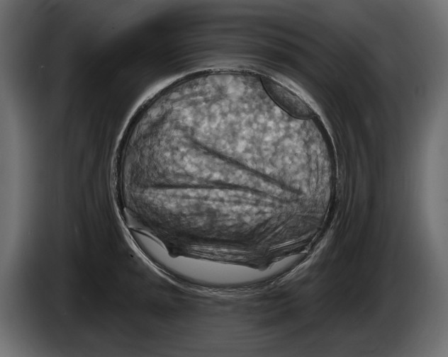 X0000082961045200703020208