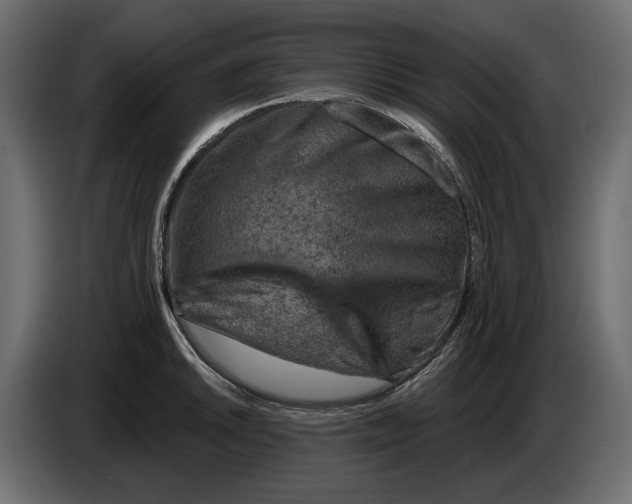 X0000082961046200703020208