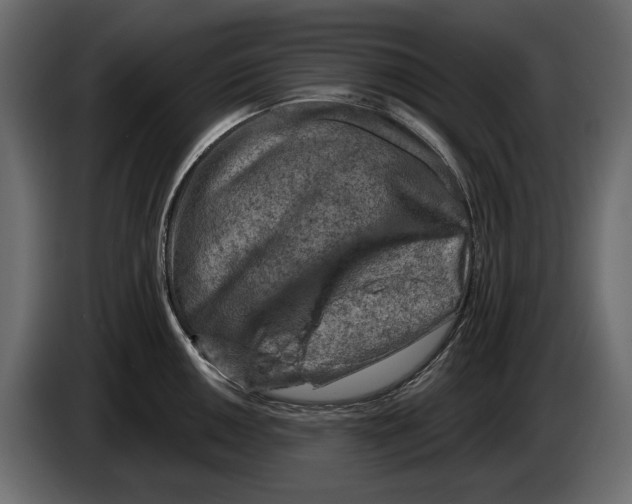 X0000082961050200703020208