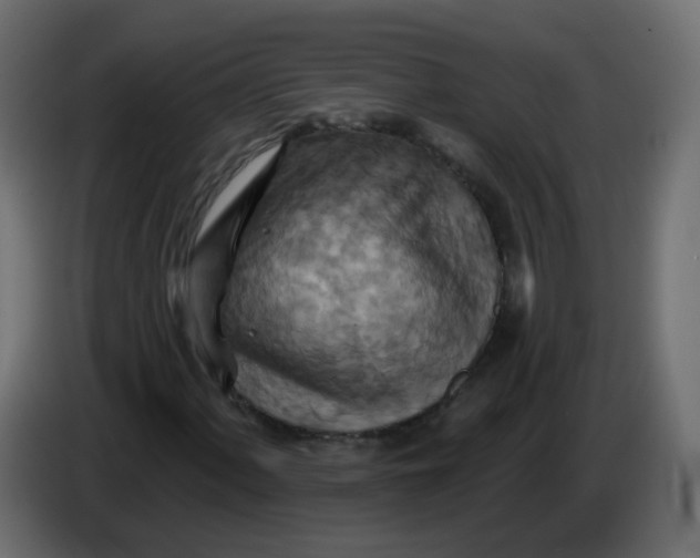 X0000082961060200703020207