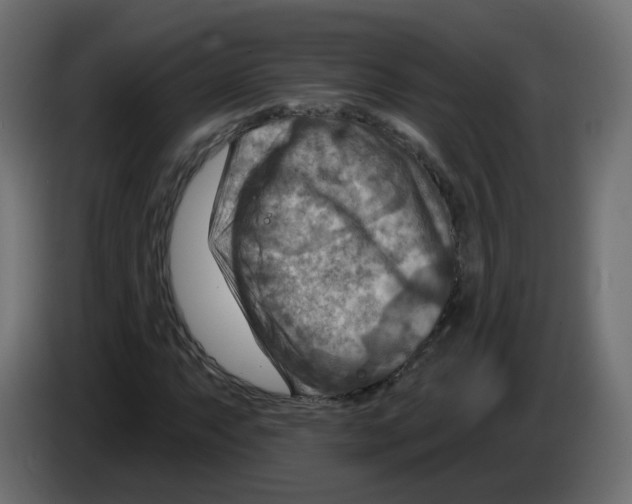 X0000082961063200703020207