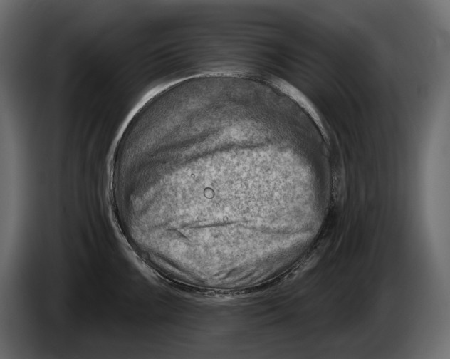 X0000082961099200703020207