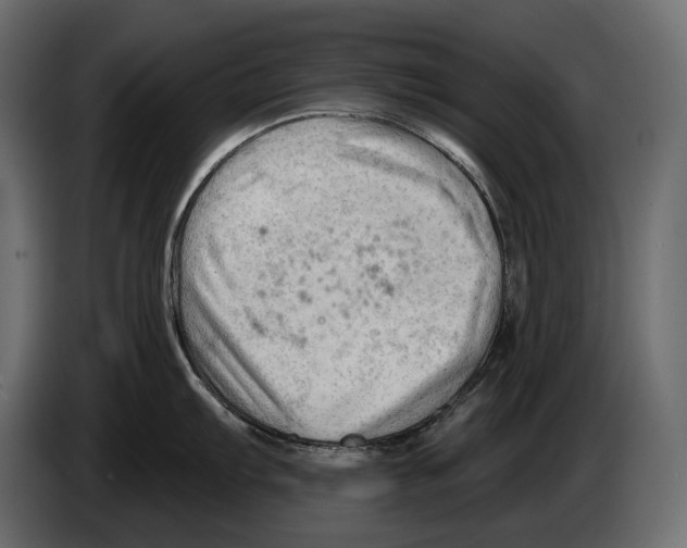 X0000082961103200703020207