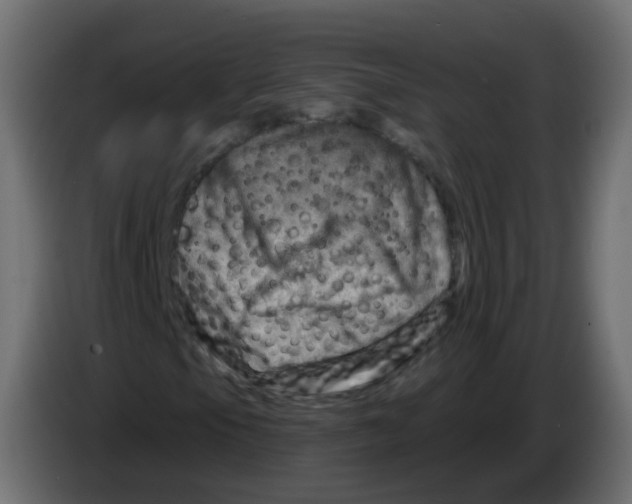 X0000082961105200703020206