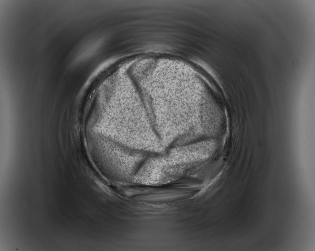 X0000082961115200703020206