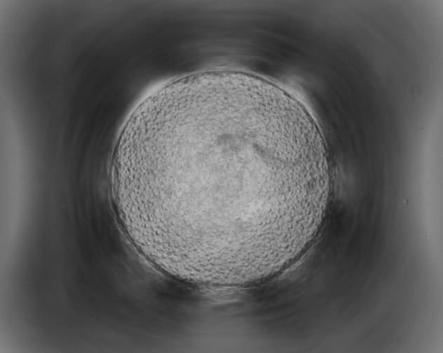 X0000082961150200703020207