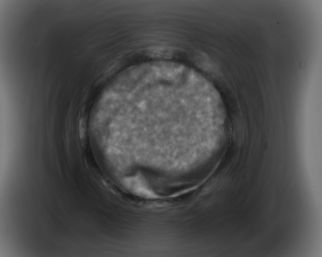 X0000082961154200703020206