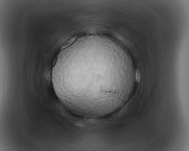 X0000082961155200703020206