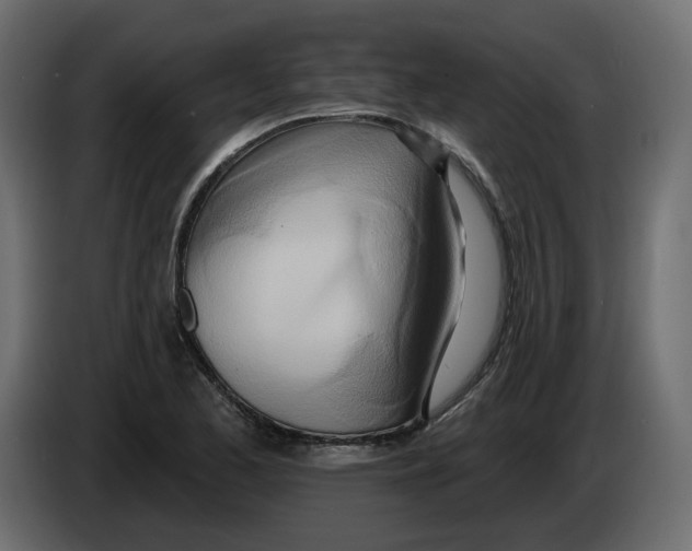 X0000082961173200703020206