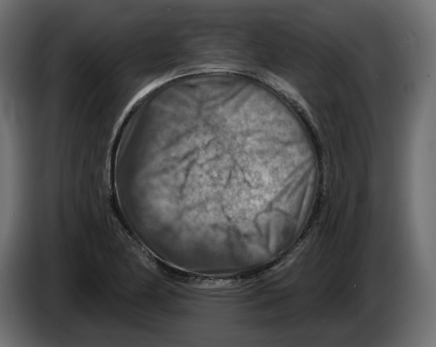 X0000082961174200703020206