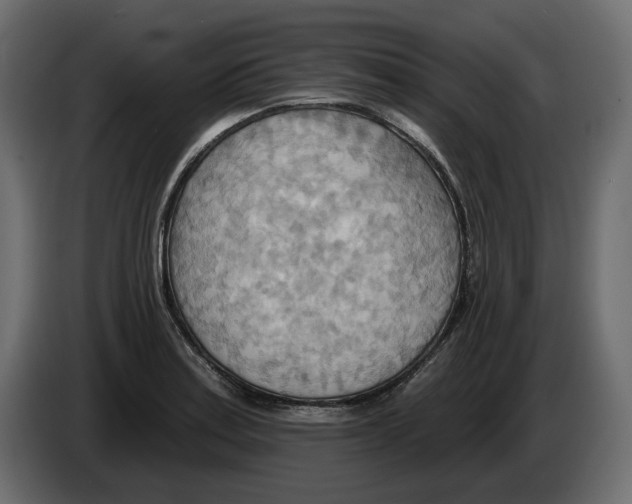 X0000082961179200703020206