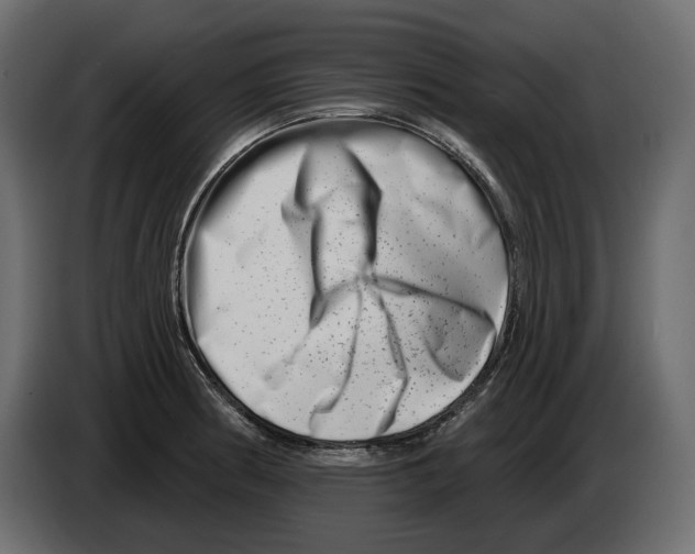 X0000082961186200703020206