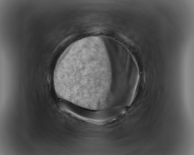 X0000082961206200703020205