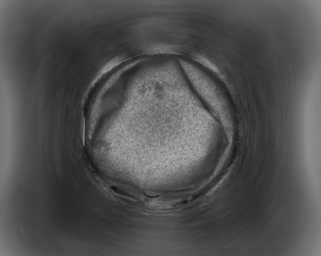 X0000082961219200703020205