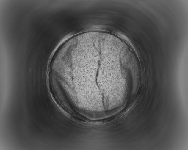 X0000082961235200703020205