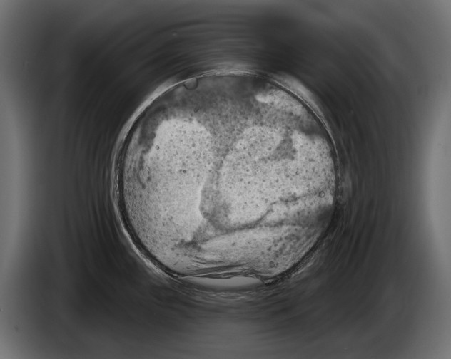 X0000082961243200703020205