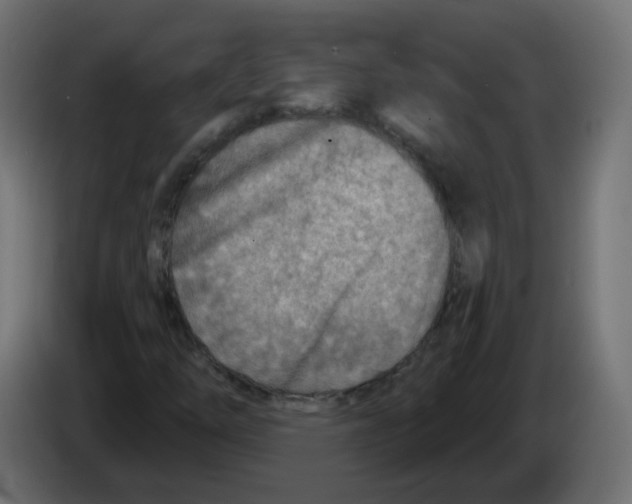 X0000082961254200703020205