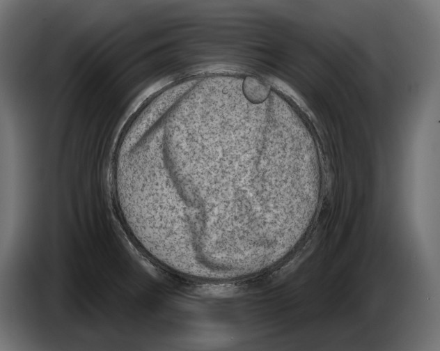 X0000082961282200703020204