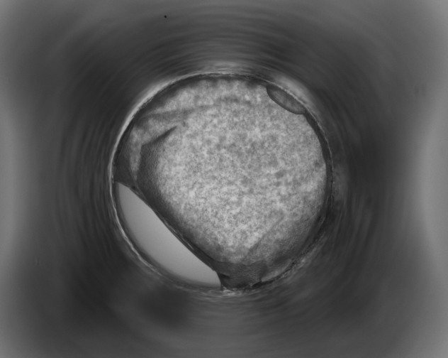 X0000082961283200703020204