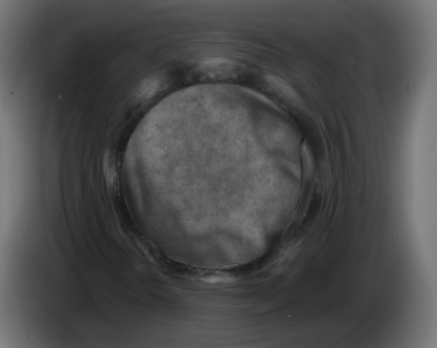 X0000082961298200703020203