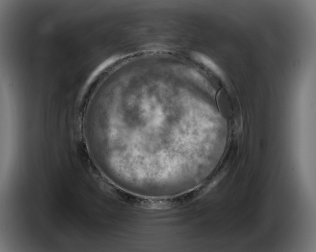 X0000082961310200703020203