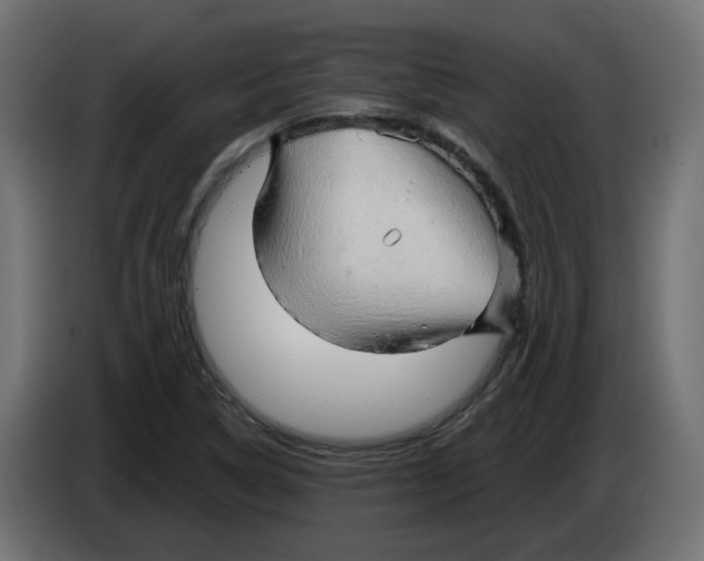 X0000082961314200703020204