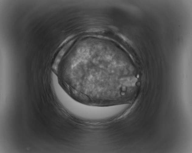 X0000082961401200703020202