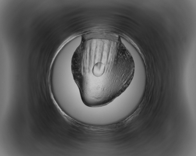 X0000082961434200703020203