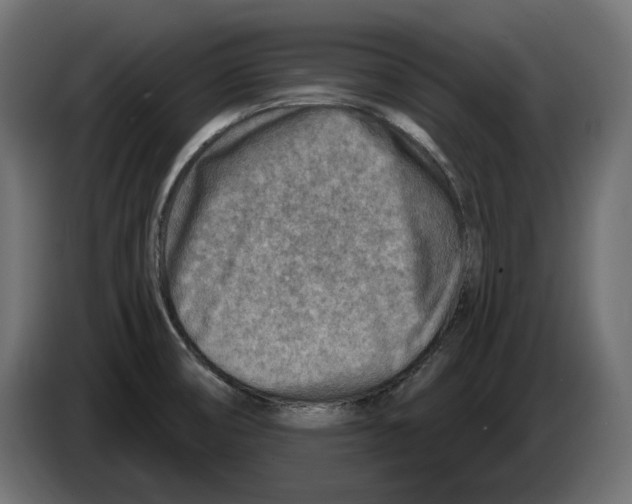 X0000082961474200703020201