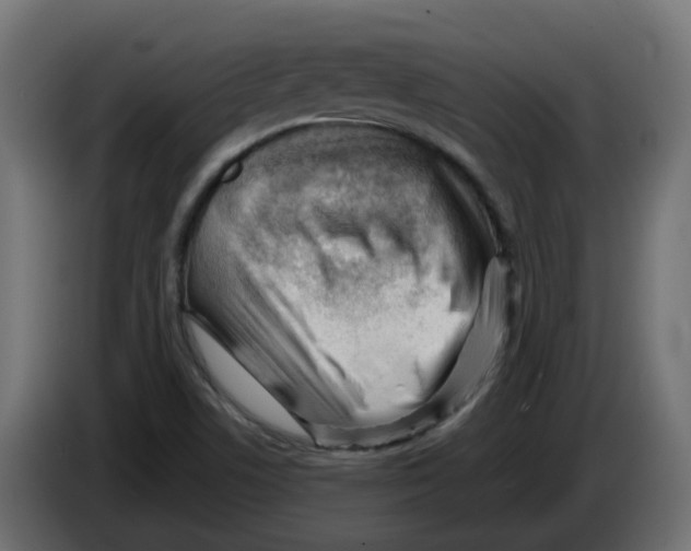 X0000082961506200703020201