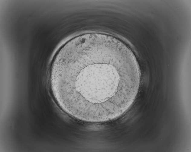 X0000082961514200703020201