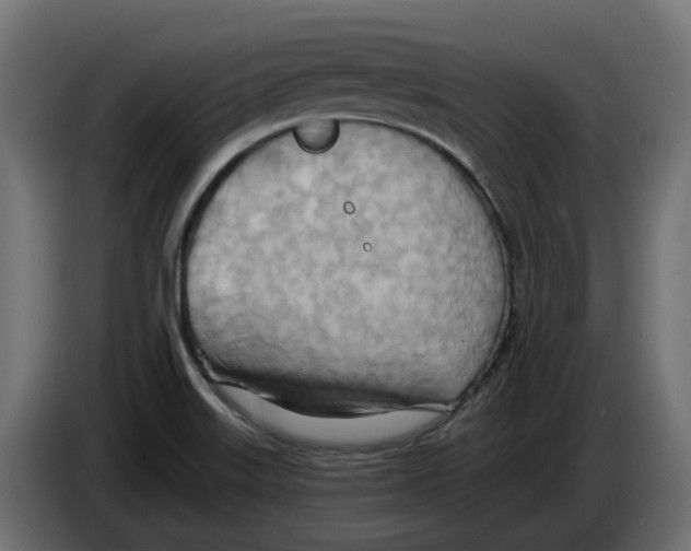 X0000082961515200703020201