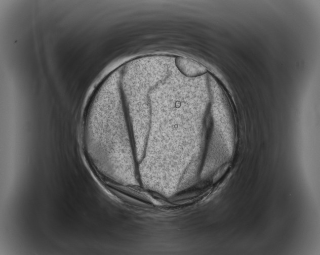 X0000082961525200703020201