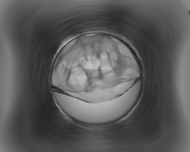 X0000082961529200703020201