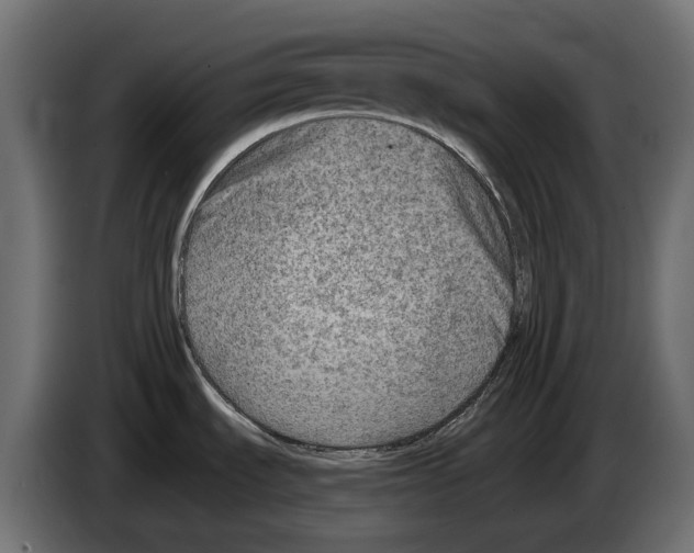 X0000082961535200703020201