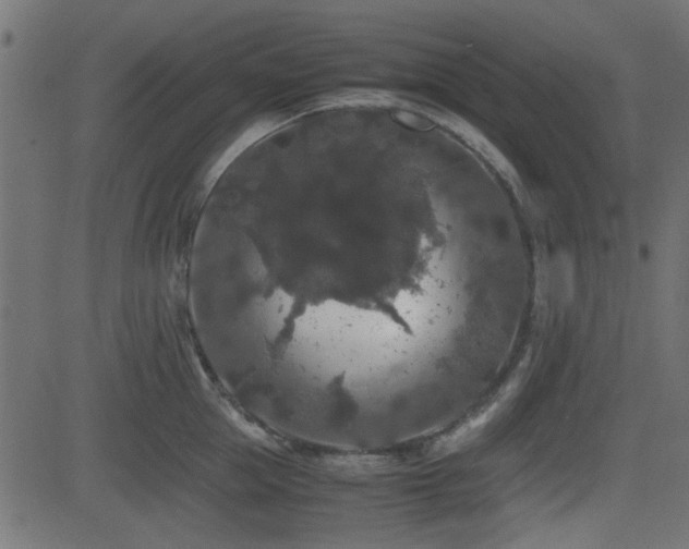 X0000082970953200702011355