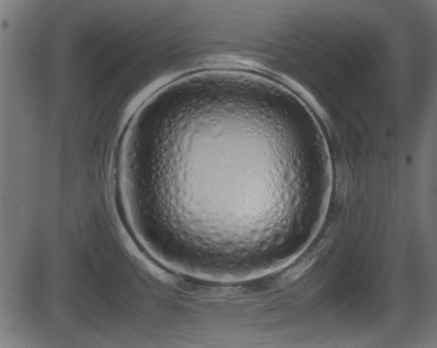 X0000082971387200702011347