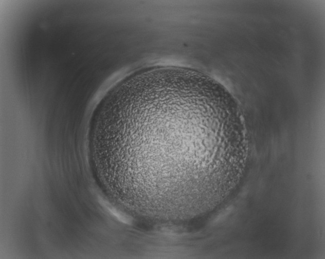 X0000082970199200702081750