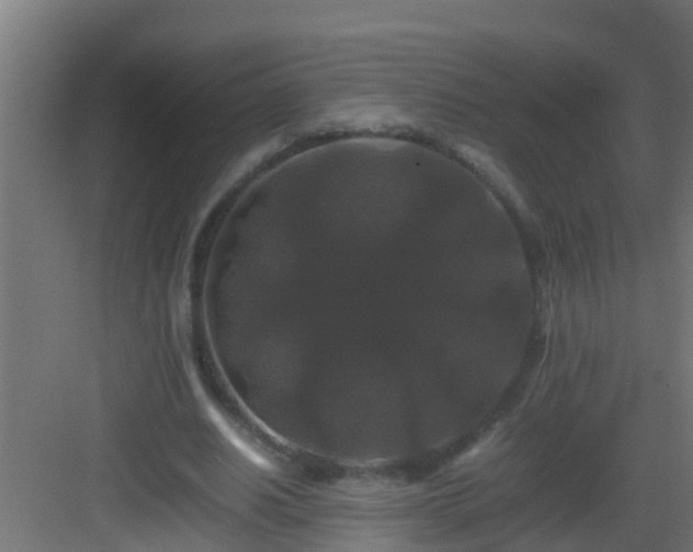 X0000082970630200702081743