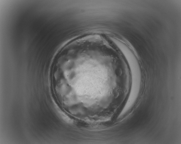 X0000082970795200702081740