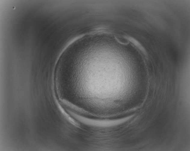 X0000082971431200702081730