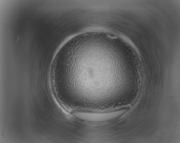 X0000082971440200702081730