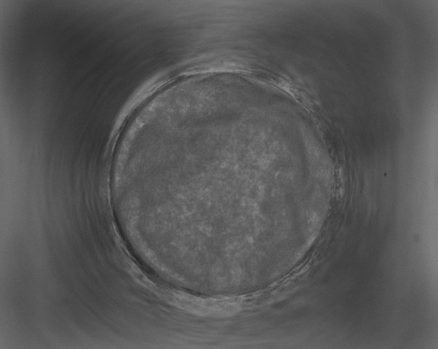 X0000082970004200702230019