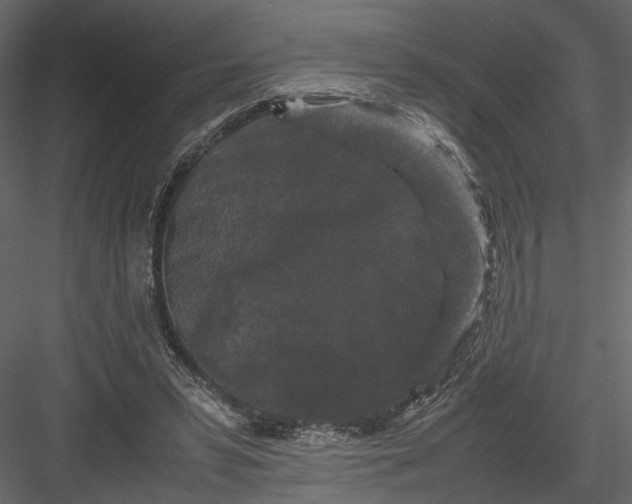 X0000082970399200702230012